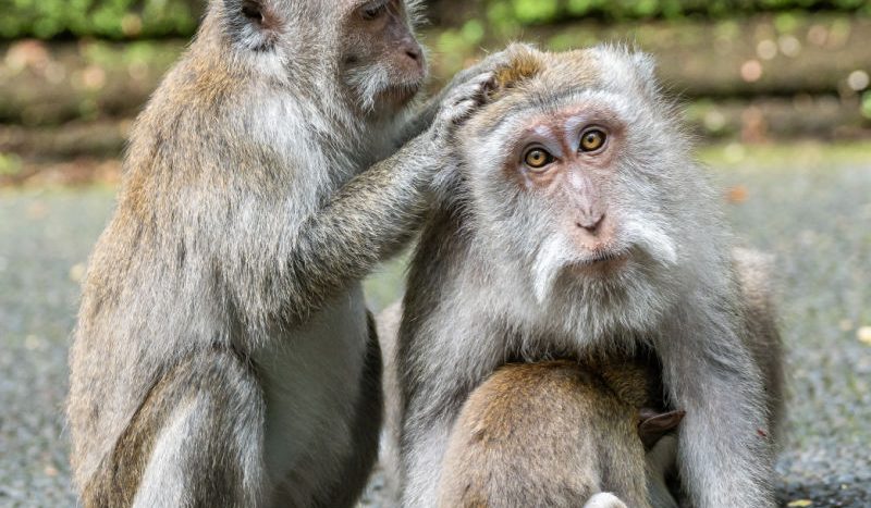 Bali Attraction Entry Tickets Increase 2026